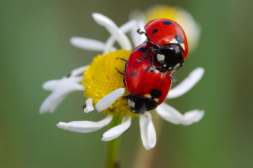Ladybugs, Mating, Flower, Insects, Ladybirds, Ladybird Beetles, Beetles, Animals, Reproduction, Nature, Animal World