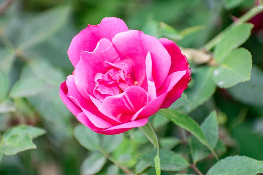 rose, blomst, anlegg, rosa rose, blader, petals, flora, natur, hage, blad, nærbilde