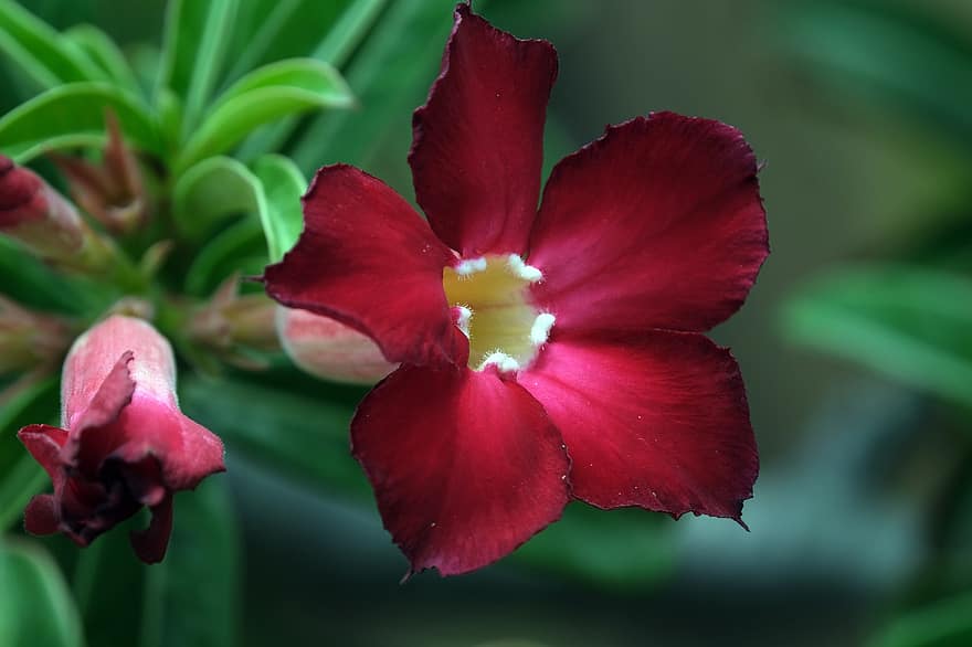 Adenium, Desert Roses, Red Flowers, Flora, Nature