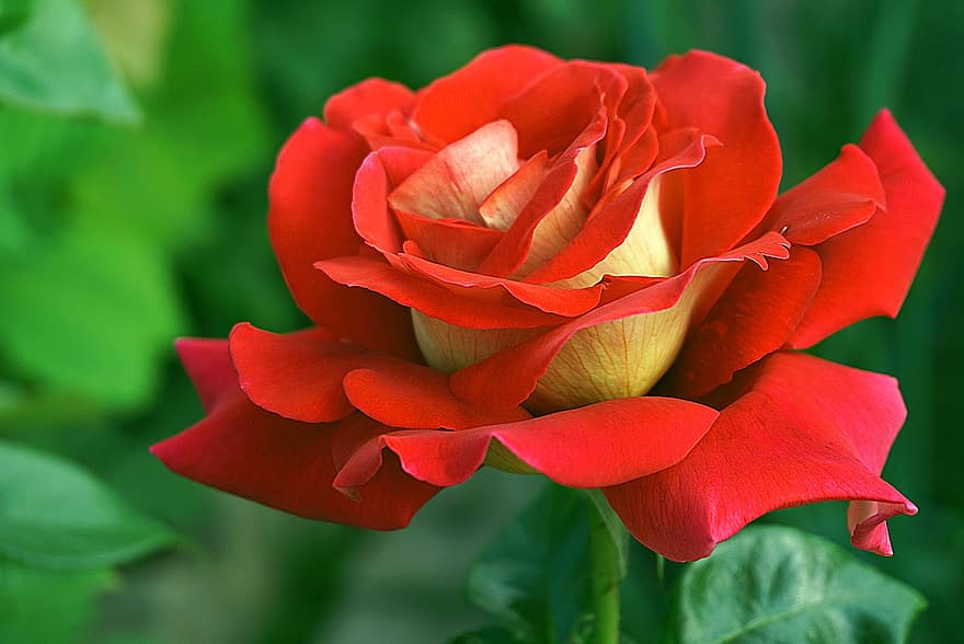 Rose, Flower, Red, Nature, Plant, Flora, The Petals, Fragrant, Floral, Blossomed, Yellow-red