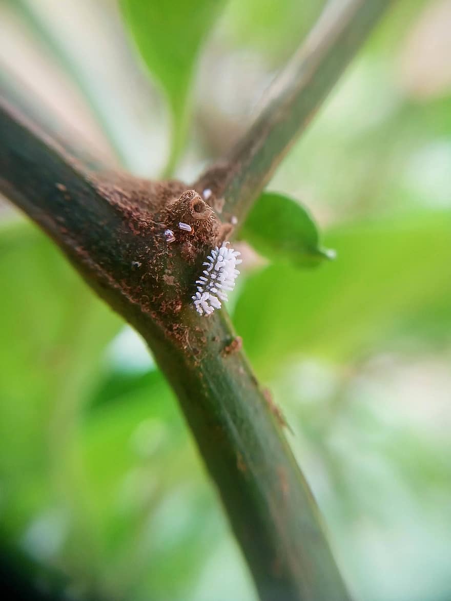 Kepik Kumbang Mealybug, larva, batang, kutu putih, serangga, menanam, alam, makro