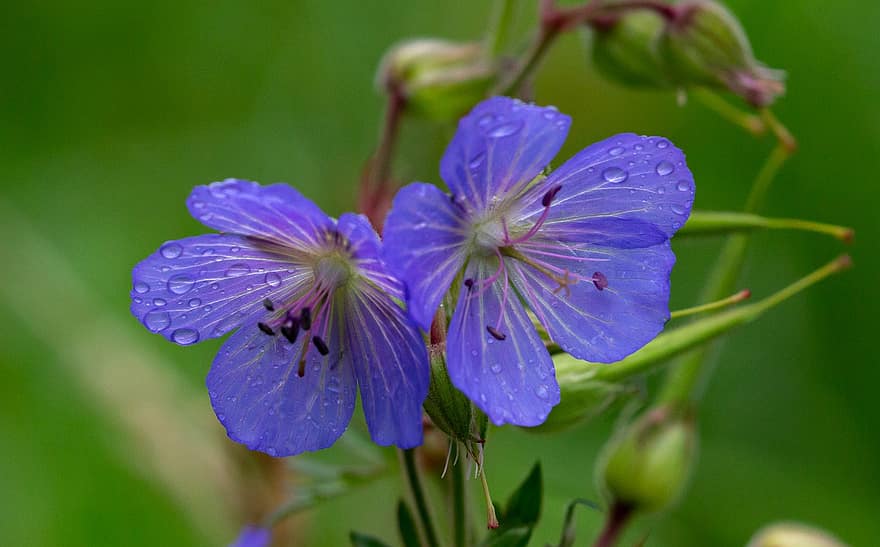 ดอกไม้, กลีบดอก, น้ำค้าง, Meadow Cranes-บิล, Geranium pratense, ดอกไม้ป่า, ดอกไม้ป่าสีน้ำเงิน, ดอกไม้สีฟ้า, พฤกษา, เกสร