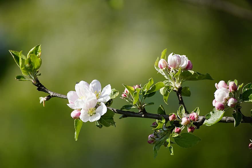 blomster, æbletræ, afdeling, forår, frugthave, vækst, sæson-, flor, tæt på, blomst, plante