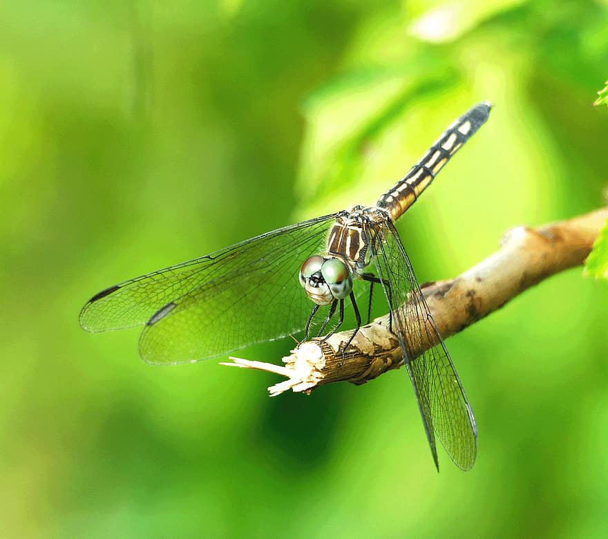 libélula, inseto, macro, asas, asas de libélula, inseto com asas, odonata, anisoptera, entomologia, fauna, natureza