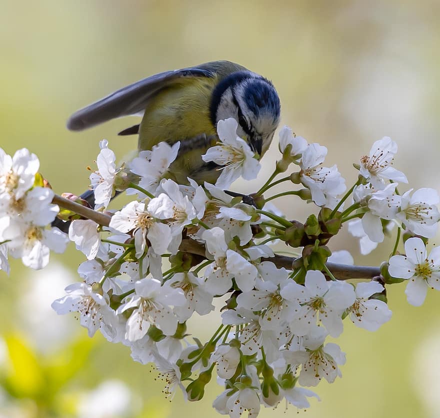pasăre, albastru tit, floare de mere, cioc, cocoțat, pițigoi, pene, penaj, aviară, ornitologie