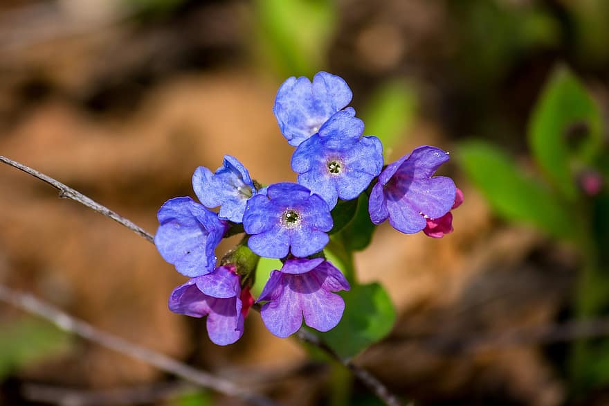 kukat, lungwort, sinisiä kukkia, violetit kukat, kevät, luonto, lähikuva, kasvi, kukka, puun lehti, kesä
