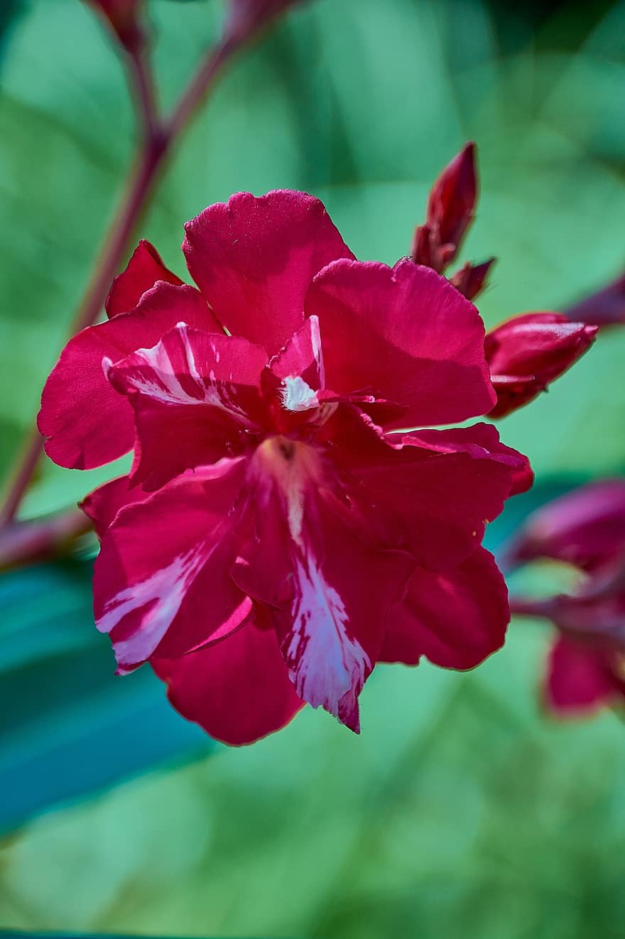 oleanderis, gėlė, raudona, sodas, spalvinga