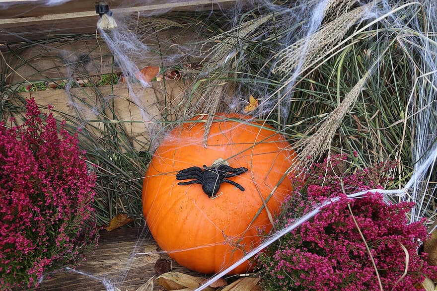 halloween, dynia, warzywo, pająk, jesień, dekoracja, październik, pora roku, rolnictwo, uroczystość, straszny