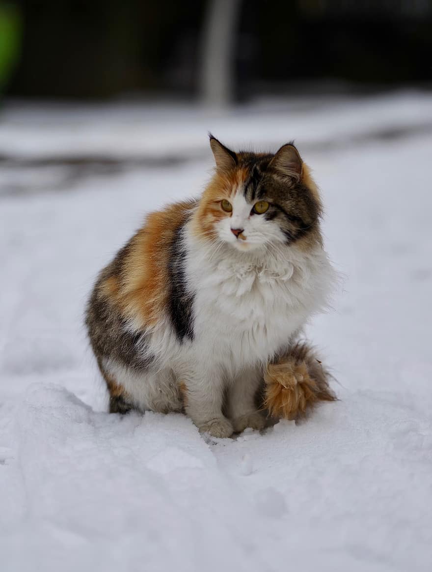 macska, házi kedvenc, hó, téli, calico macska, állat, belföldi, macskaféle, emlős, cica, szőrös