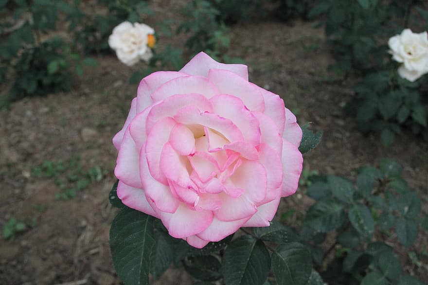 ķīniešu roze, zieds