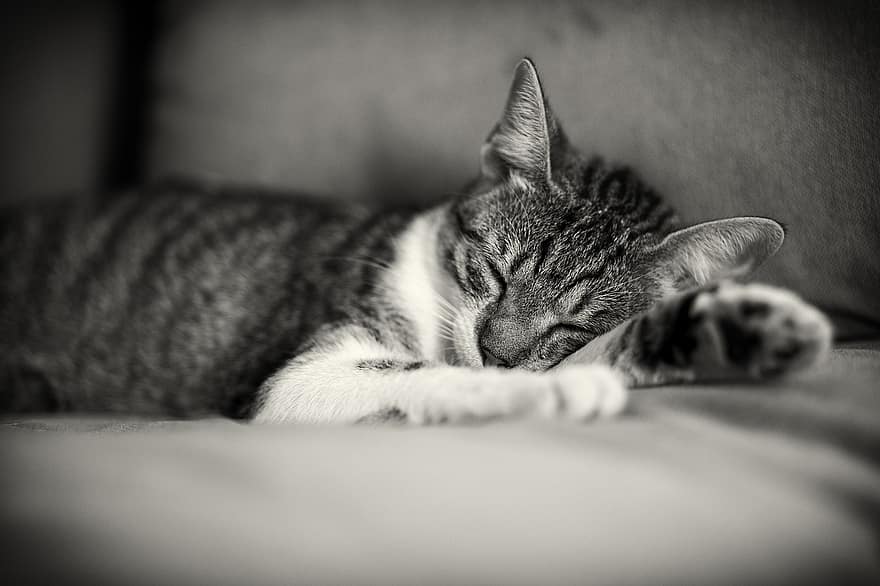 macska, alvás, cica, házi kedvenc, állat, aranyos, kipiheni magát, mancs, pihenés, édes, itthon