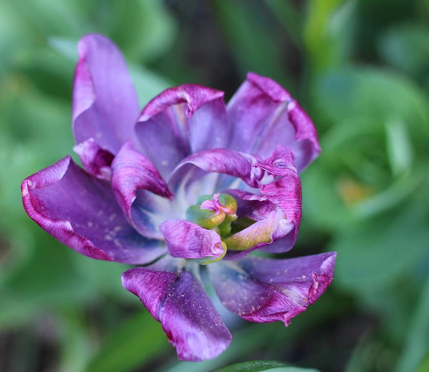 violetinė gėlė, tulpė, gėlė, žiedas, žydi, flora, sodas, pavasaris, Iš arti, augalų, lapai