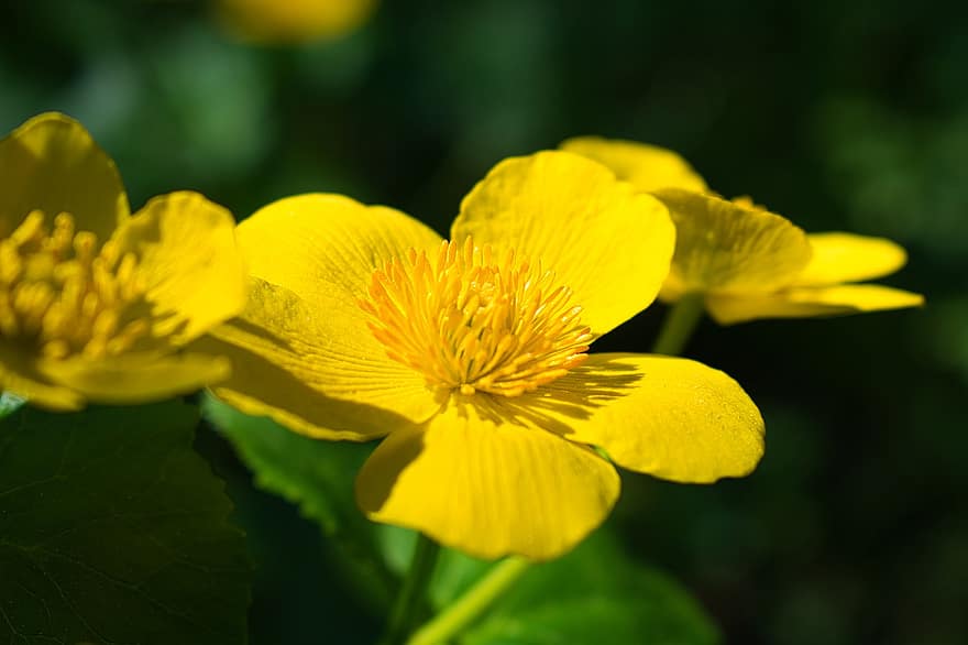 マーシュマリーゴールド、黄色い花、フラワーズ、自然、咲く、フローラ