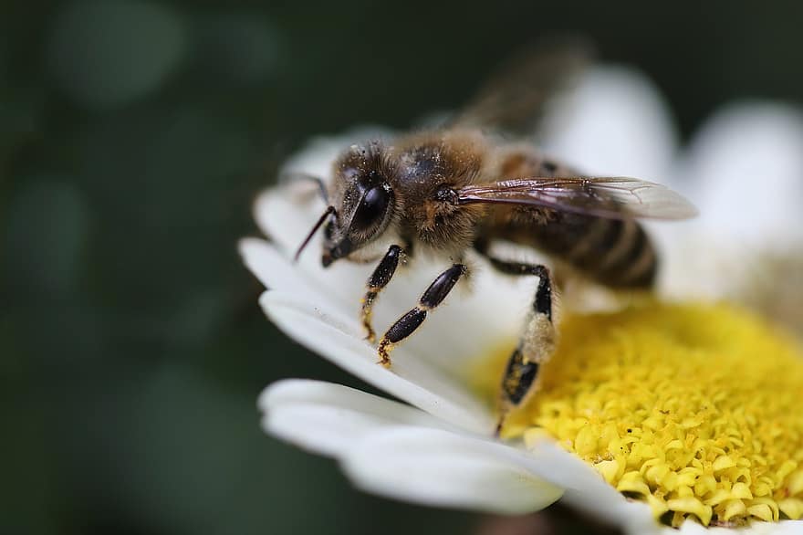 bi, honungsbi, insekt, nektar, samla, pollen, närbild, makro, blomma, gul