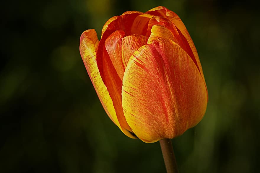 bunga tulp, bunga, tulip oranye, bunga oranye, merapatkan, latar belakang gelap, menanam, kuning, musim panas, kepala bunga, daun bunga