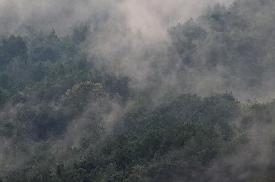 niebla, bosque, arboles, naturaleza, escénico, fondo, atmosférico