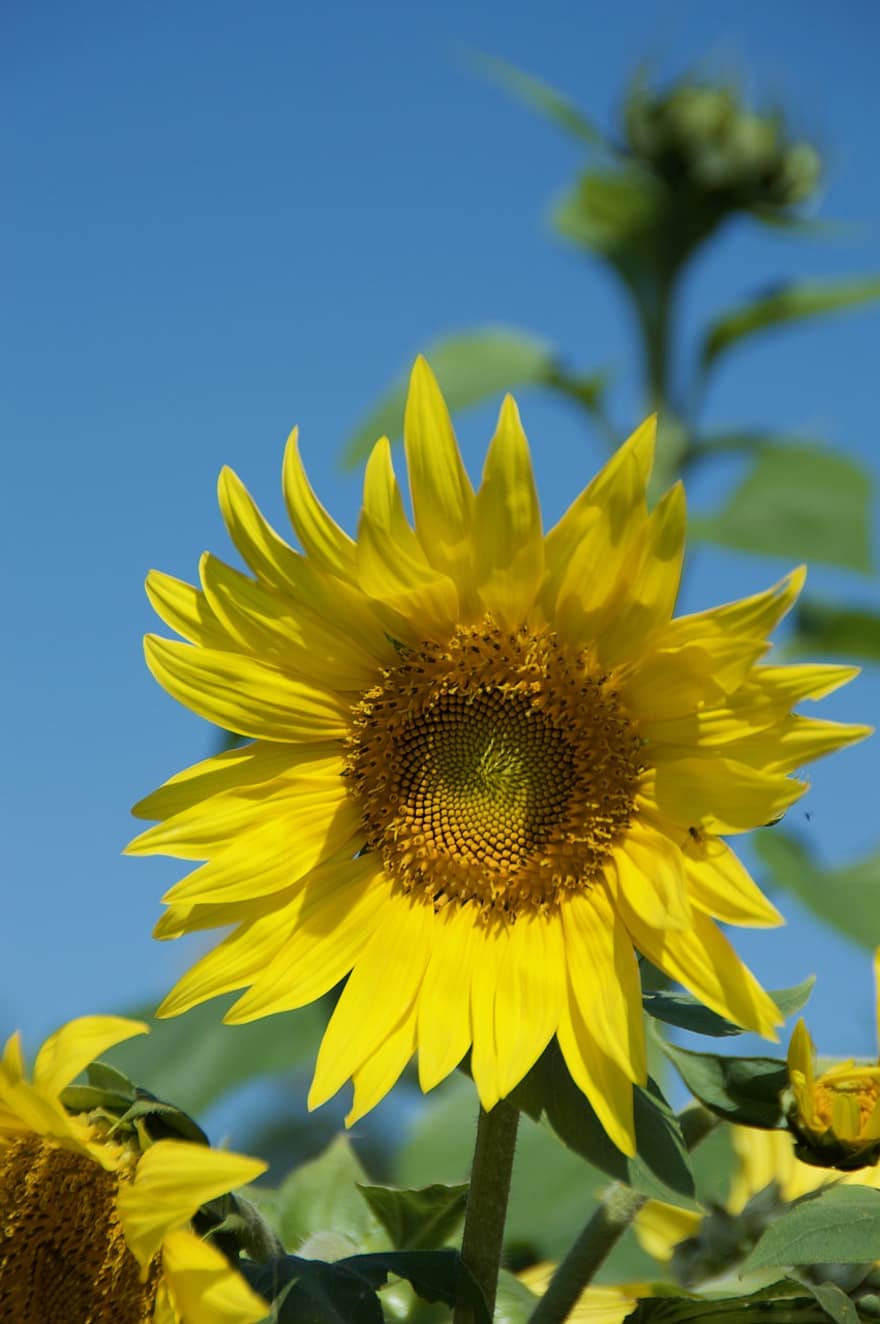 bunga matahari, alam, bunga, berkembang, kuning, mekar, menanam, musim panas, terang, flora, kelopak