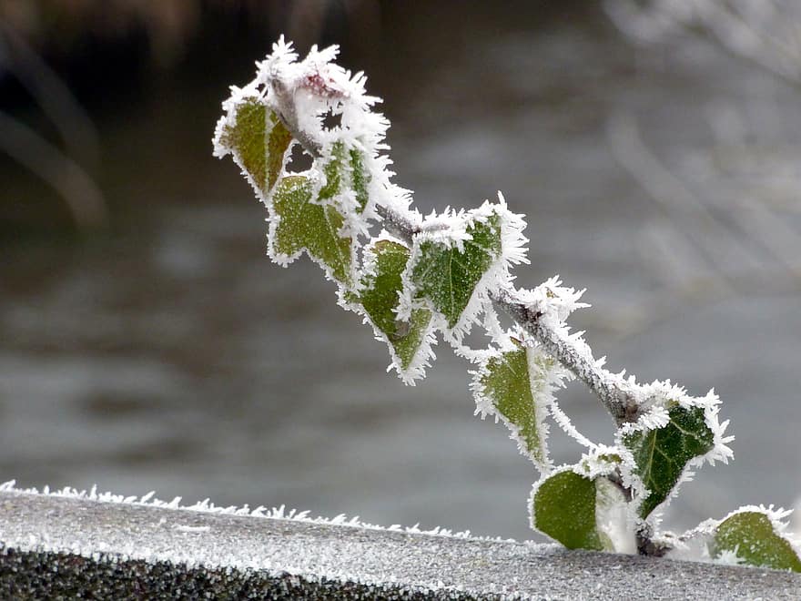 természet, fagy, téli, esik, tájkép, közelkép, levél növényen, jég, növény, évszak, hó