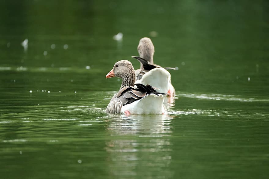 Goose, Greylag Goose, Lake, Birds, Waterfowl, Animals, Aves, Pair, Animal World, Water, Nature