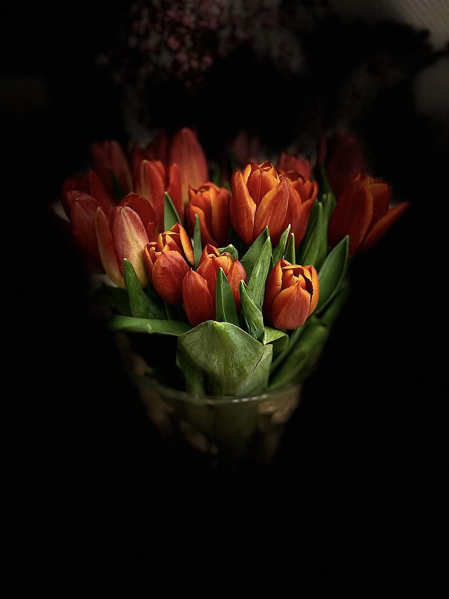 fiori, tulipani, mazzo, piante, primavera, natura, fioritura, fiorire, fiore, tulipano, pianta
