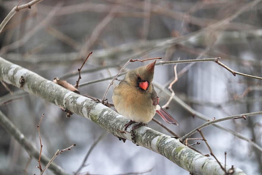 Cardinal, Bird, Winter, Avian, Nature, Wildlife, Snow, Forest, branch, beak, animals in the wild