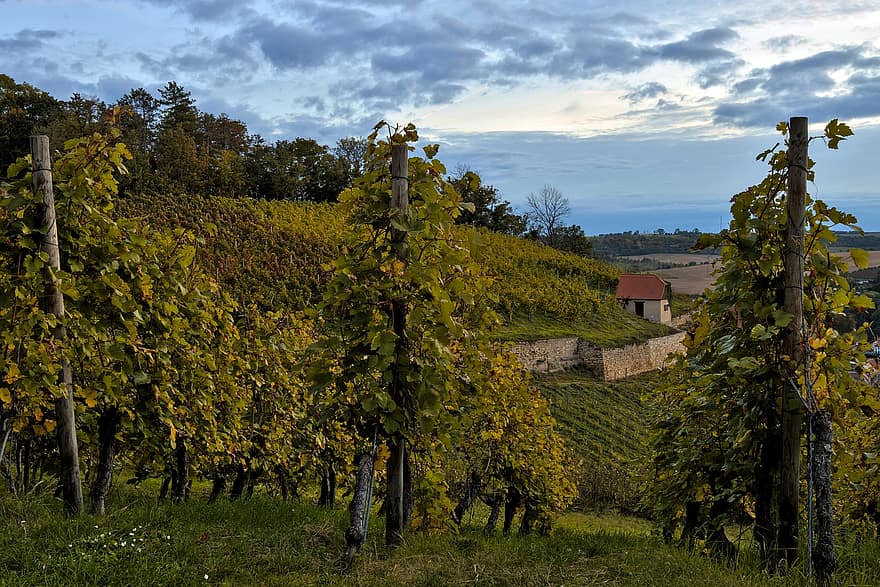 Vinhedo, viticultura, videiras, encosta, agricultura, Saale-unstrut, freyburg, Alemanha, natureza, panorama