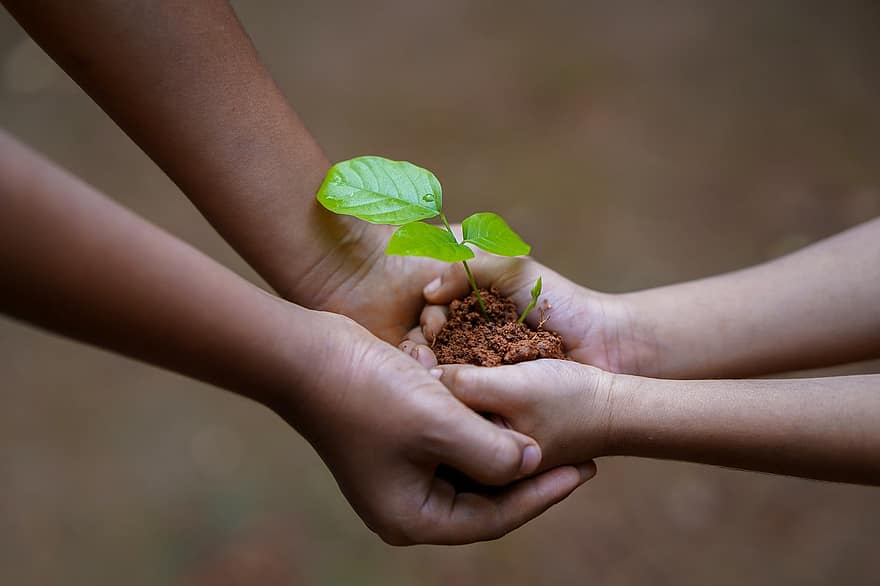 हाथ, मिट्टी, पौधा, वातावरण, विकास, प्रकृति, गंदगी, कृषि, पेड़, देखभाल, अंकुर