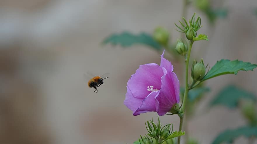 пчела, насекомо, полет, цвете, крилато насекомо, крила, природа, ципокрили, ентомология