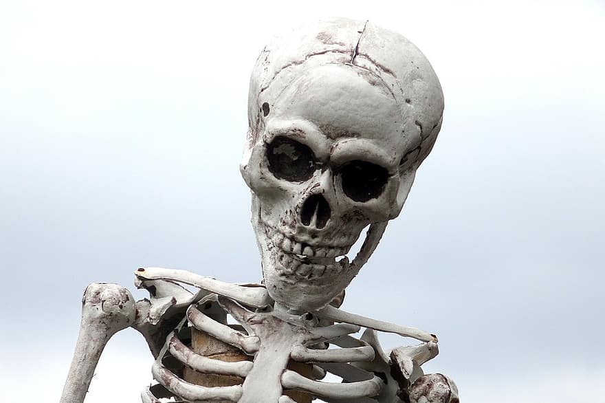 esqueleto, figura, crânio, piratas, dia das Bruxas, caveira e ossos cruzados, osso, cemitério, pirata, morte, cabeça