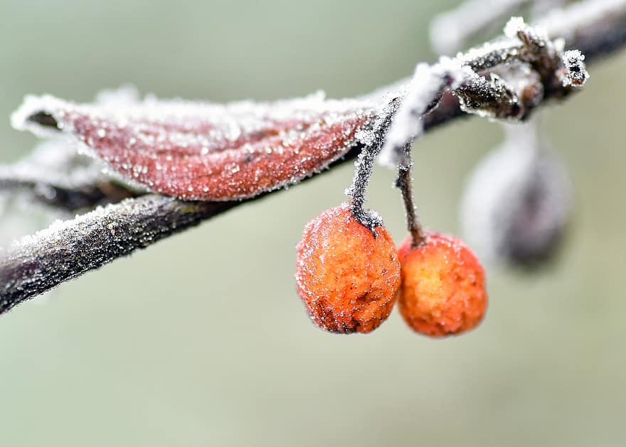 Berries, Branch, Frost, Tree, Winter, Cold, Plant