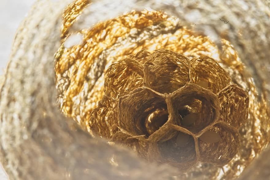 Beehive, Eggs, Nest, Honeycomb, Hexagon, Nature, Macro, close-up, science, backgrounds, biology