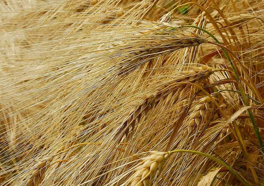 trigo, colheita, natureza, cereais, grão, outono, saudável, natural, nutrição, maduro