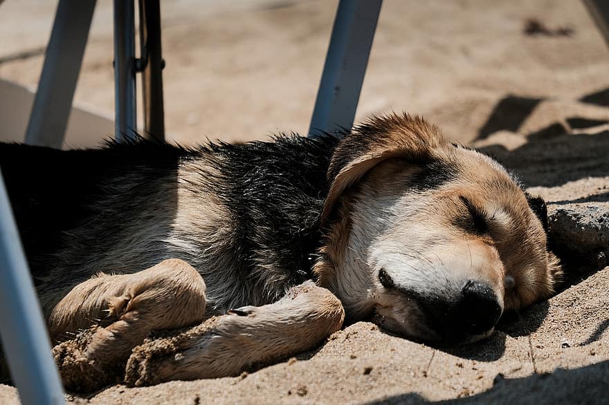 собака, спать, песок, щенок, домашнее животное, усталый, животное, милый, уютный, сонный, собачий