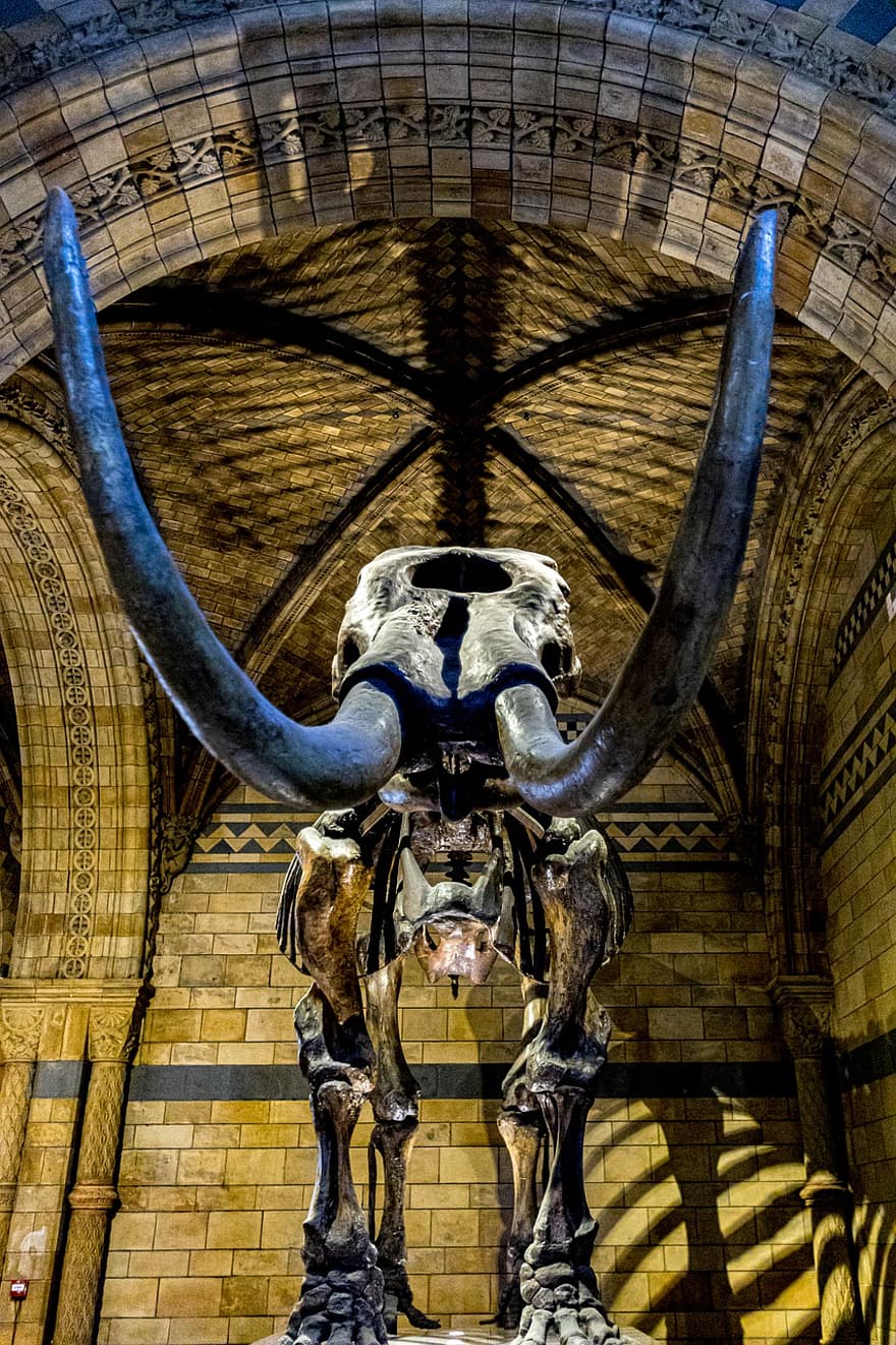 Mamut, fog, veszélyes, nagy, csont, csontváz, Nemzeti Történelmi Múzeum, London, Anglia, tudomány, állat