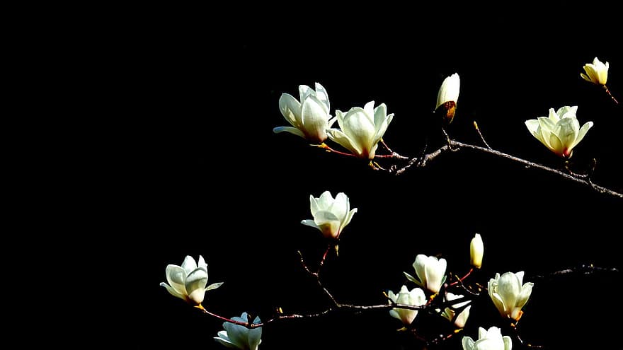 magnolia, bloemen, witte bloemen, natuur, bloesems, bloem, fabriek, blad, bloemblad, bloemhoofd, detailopname