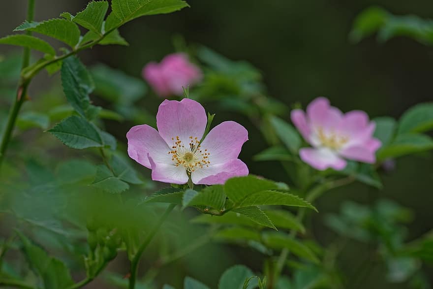जंगली गुलाब, फूल, पौधा, एक प्रकार का जंगली गुलाब, गुलाबी फूल, बसंती फूल, वसंत, फूल का खिलना, खिलना, बगीचा, प्रकृति