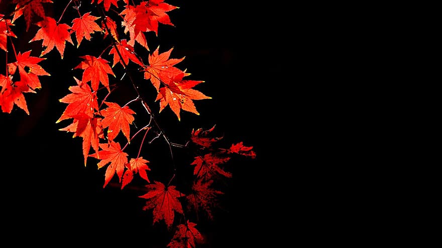 l'automne, la nature, arbre, tomber, feuille, jaune, saison, érable, couleurs éclatantes, arrière-plans, forêt