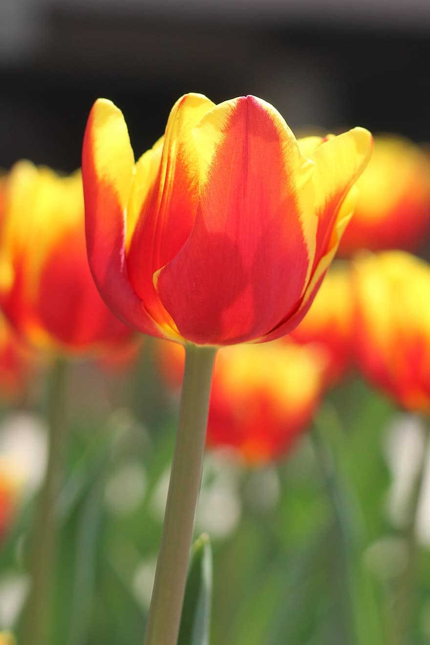 tulipaner, blomster, planter, orange tulipaner, kronblade, flor, flora, forår, natur, botanik, blomst