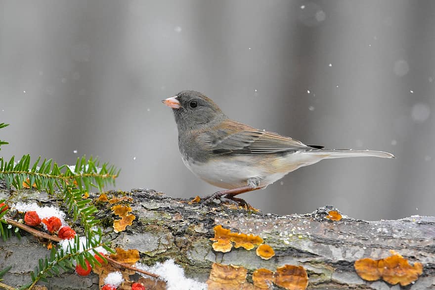 Bird, Perched, Snowfall, Ave, Avian, Ornithology, Plumage, Feathers, Bird Watching, Fauna, Animal