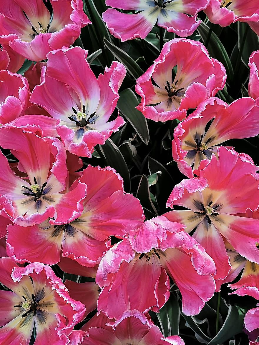 Tulpen, Blumen, rosafarbene Tulpen, blühen, Flora, Natur, Nahansicht, pinke Farbe, Blume, Pflanze, Blatt
