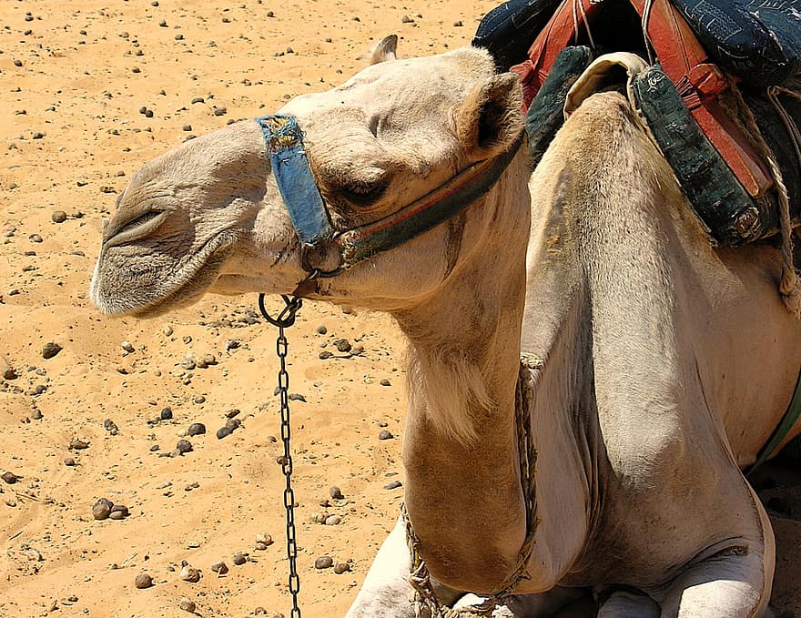 camello, Desierto, caballo, África, cabeza de animal, de cerca, camello dromedario, arena, arabia, escena rural, arnés de animales