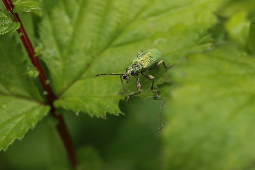 Weevil, Insect, Beetle, Green, Nature, Green Weevil, Wildlife, Animals, Close Up, Garden, Leaf