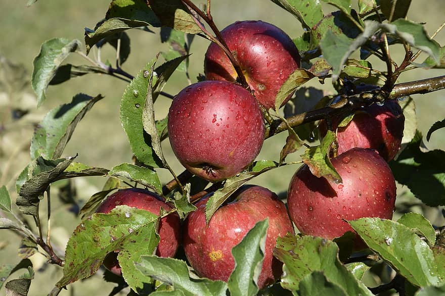 almák, gyümölcsök, élelmiszer, friss, egészséges, érett, organikus, édes, gyárt, aratás, fa