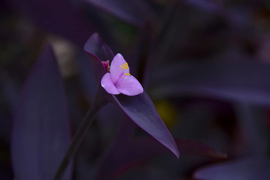 Purple Heart, Flower, Plant, Pink Flower, Petals, Bloom, Leaves, Nature, Dark