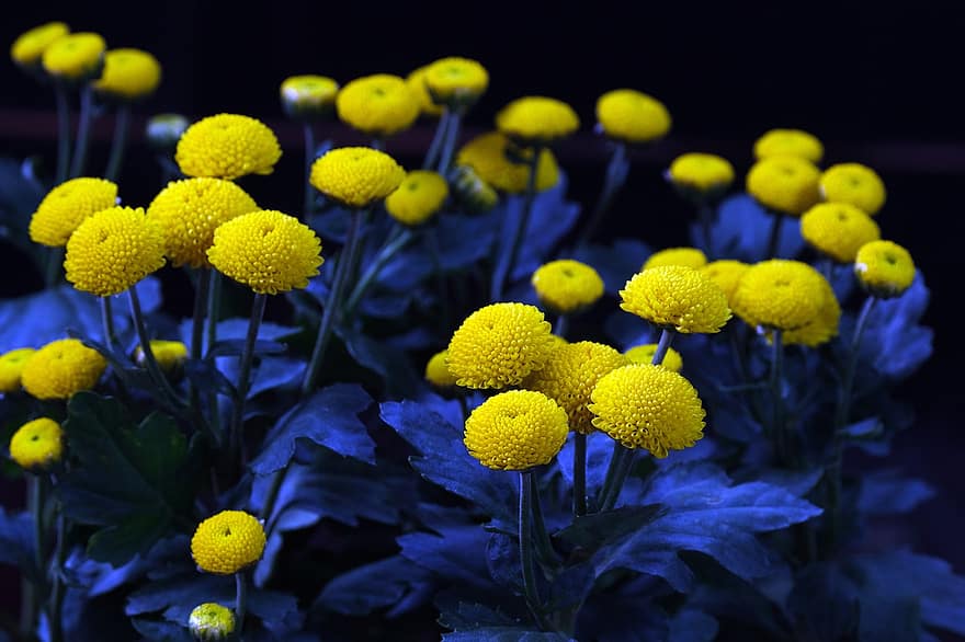 Tansy, Flowers, Yellow Flowers, Petals, Yellow Petals, Bloom, Blossom, Plants, Flora, close-up, plant