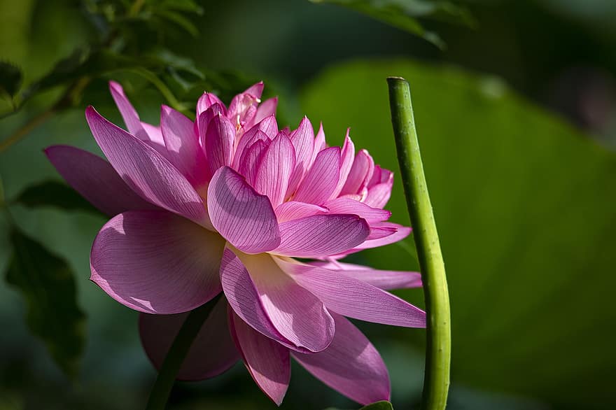 loto, flor, flor de loto, flor rosa, pétalos, pétalos de rosa, floración, planta acuática, flora