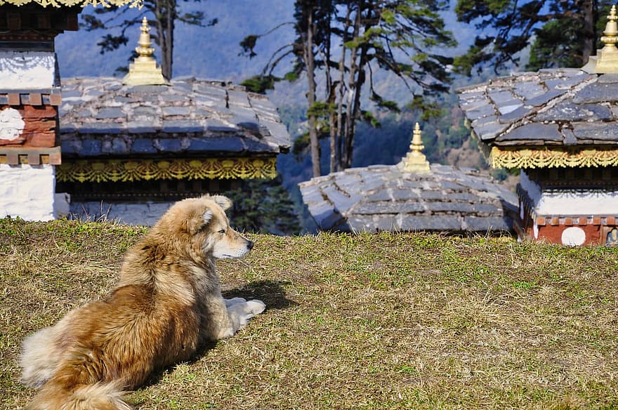 chien, stupas, dochula, Bhoutan, animal de compagnie, animal, monument, Druk Wangyal Chortens, bouddhisme, thimphu, chorten