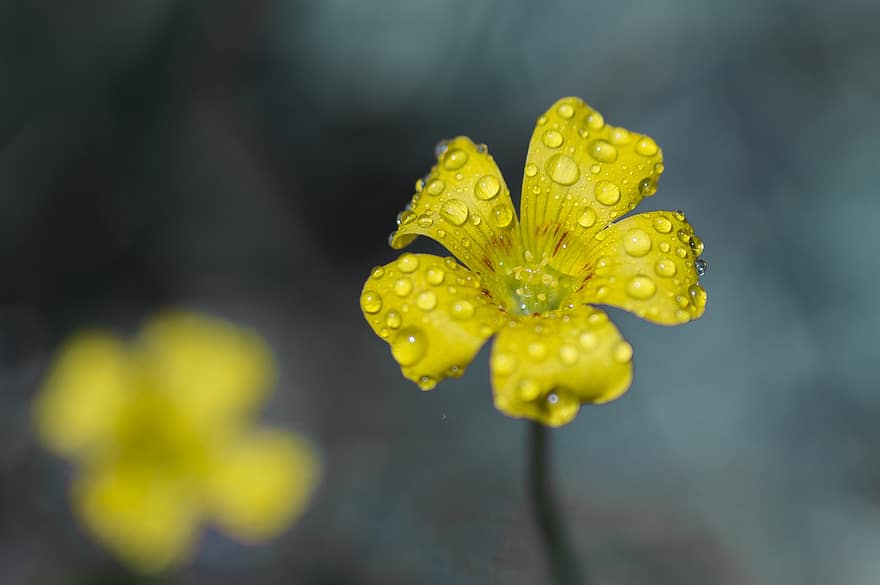 Flower, Petals, Dew, Nature, Garden, Plant, Water Drops