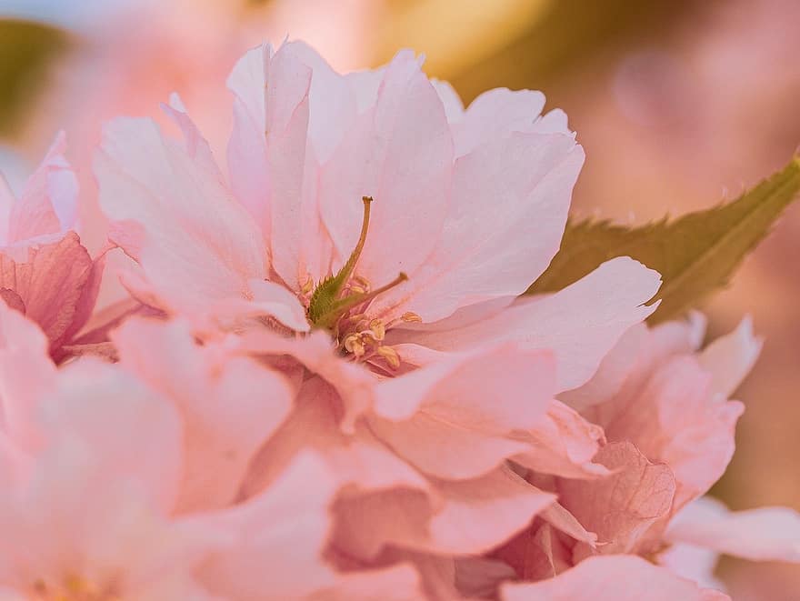 Třešňový květ, květiny, jaro, růžové květy, sakura, květ, větev, strom, Příroda, detail, list