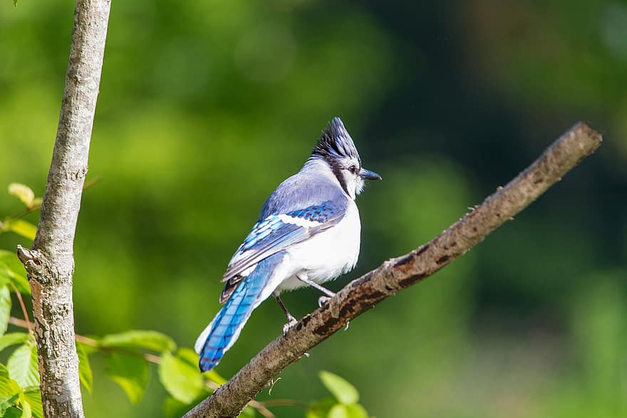 modrosójka Błękitna, ptak, Oddział, przysiadł, siedzący ptak, pióra, upierzenie, zdrowaśka, ptaków, ornitologia, obserwowanie ptaków